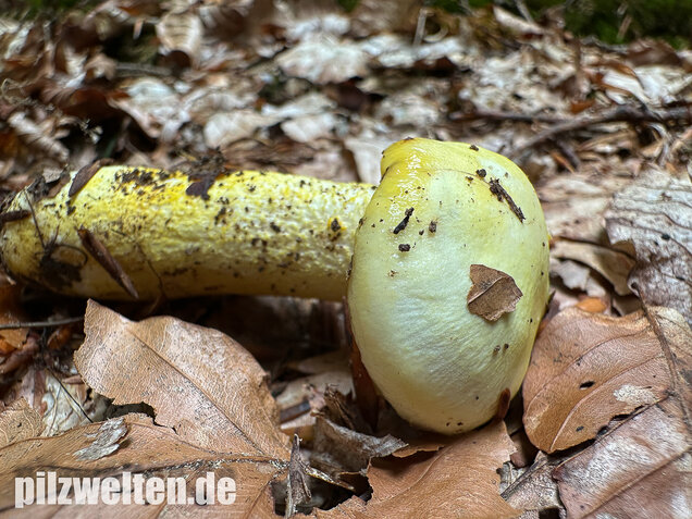 Goldzahn-Schneckling, Hygrophorus chrysodon