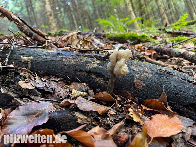 Grubenlorchel, Helvella lacunosa