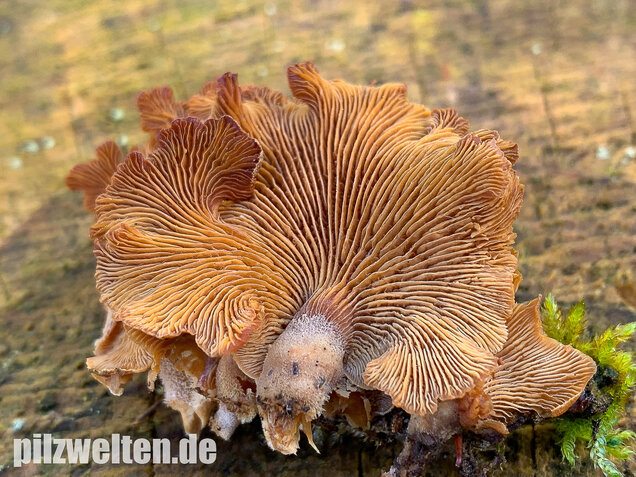 Herber Zwergknäueling, Panellus stipticus