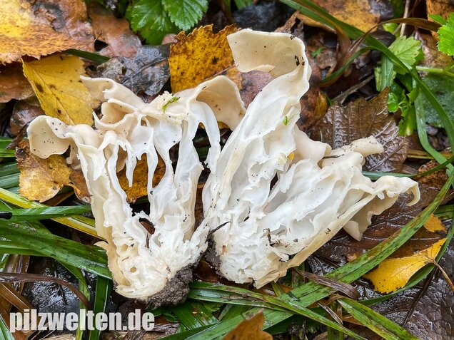 Herbstlorchel, Helvella crispa