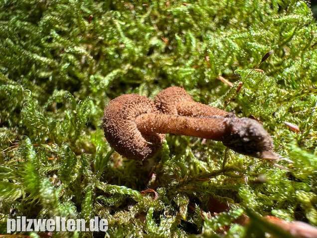 Igelschüppchenschnitzling, Phaeomarasmius erinaceus