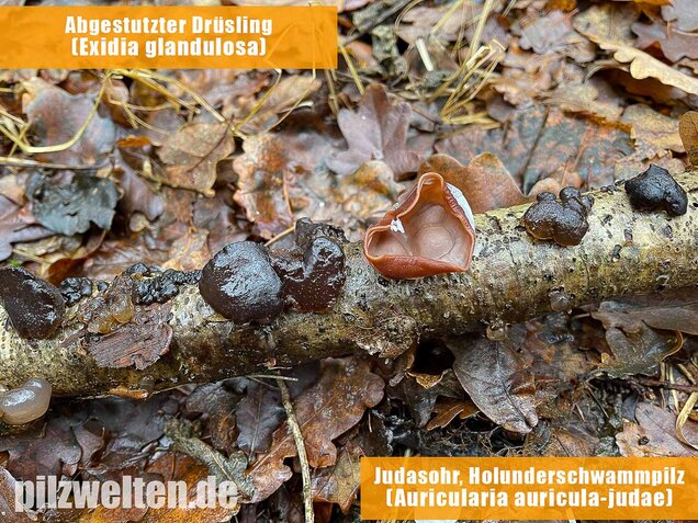 Abgestutzter Drüsling, Stoppeliger Drüslinge, Exidia glandulosa