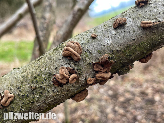 Hasel-Kleiebecherling, Haselbecherling, Encoelia furfuracea