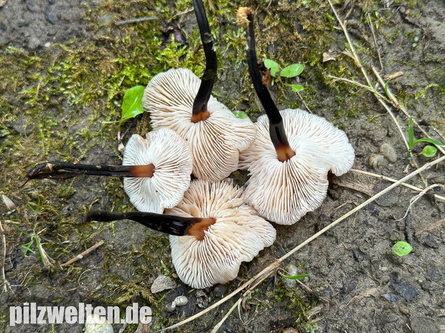 Kohlstinkschwindling, Gymnopus brassicolens