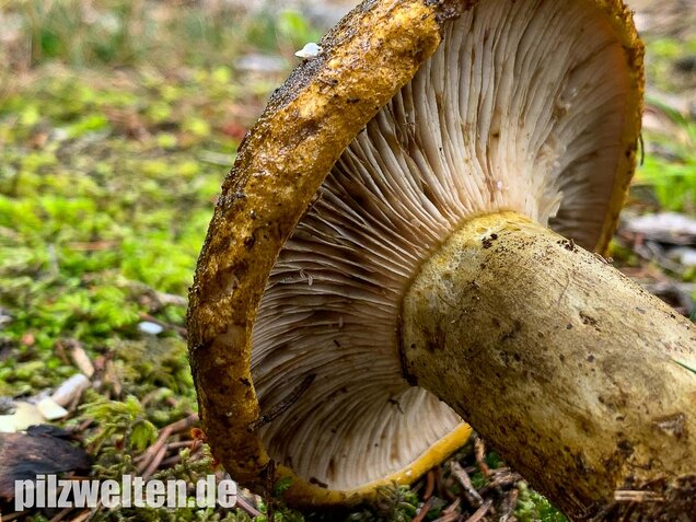 Olivbrauner Milchling, Lactarius turpis