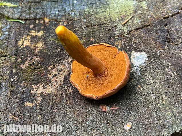 Pfefferröhrling, Chalciporus piperatus