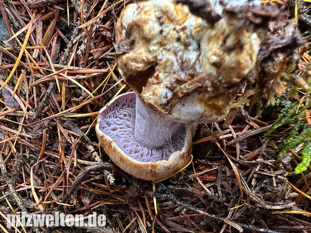 Purpurfleckender Klumpfuß, Thaxterogaster purpurascens