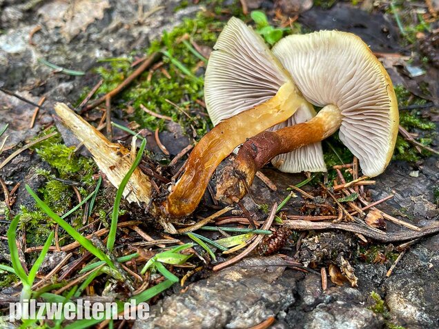 Rauchblättriger Schwefelkopf, Hypholoma capnoides