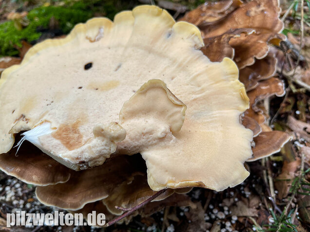 Riesenporling, Meripilus giganteus