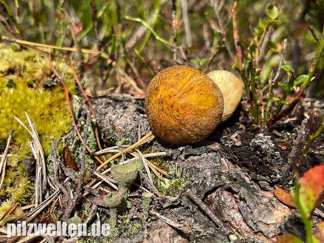 Sandröhrling, Suillus variegatus