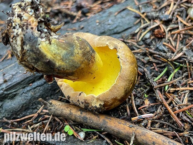 Schwarzblauender Röhrling, Cyanoboletus pulverulentus