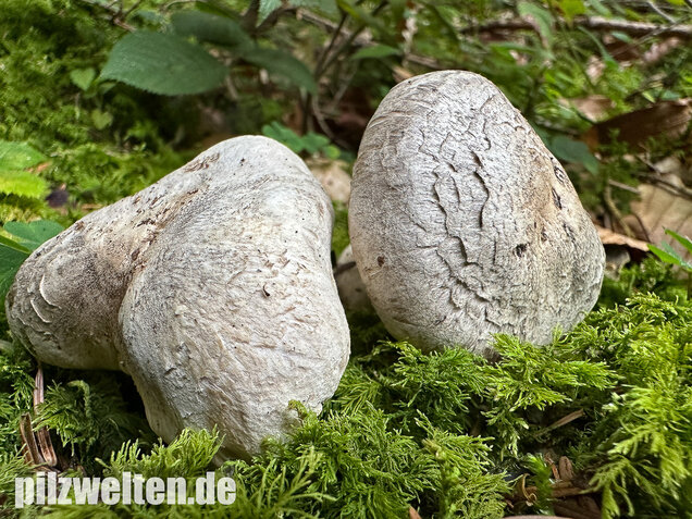 Seidiger Tigerritterling, Tricholoma filamentosum