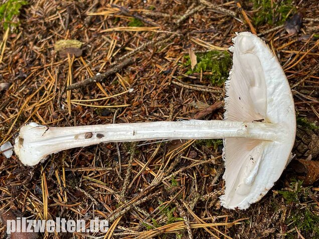 Sternschuppiger Riesenschirmling, Macrolepiota fuliginosa