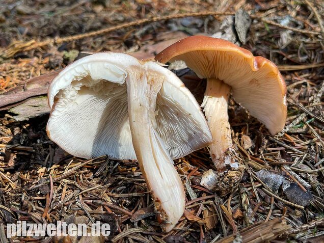 Verdrehter Rübling, Rhodocollybia prolixa