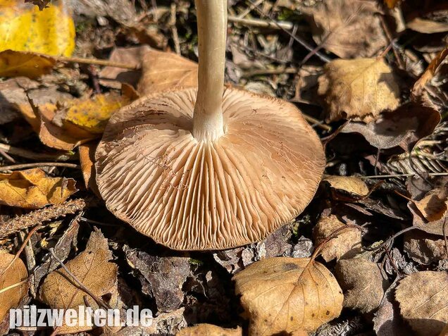 Weidenrötling, Entoloma sericatum
