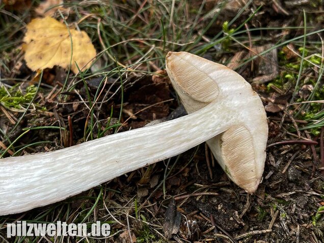 Weißer Birkenpilz, Leccinum holopus