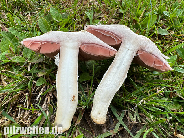 Wiesenchampignon, Wiesenegerling, Erdgürtel, Agaricus campestris