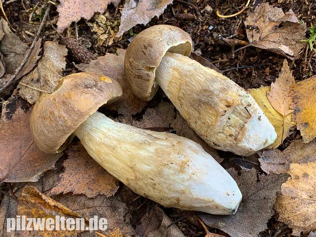 Wollstieliger Raufußröhrling, Leccinum cyaneobasileucum
