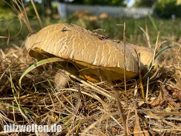 Wurzelnder Bitterröhrling, Caloboletus radicans