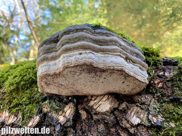 Zunderschwamm, Fomes fomentarius