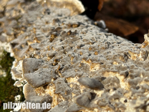 Angebrannter Rauchporling, Bjerkandera adusta