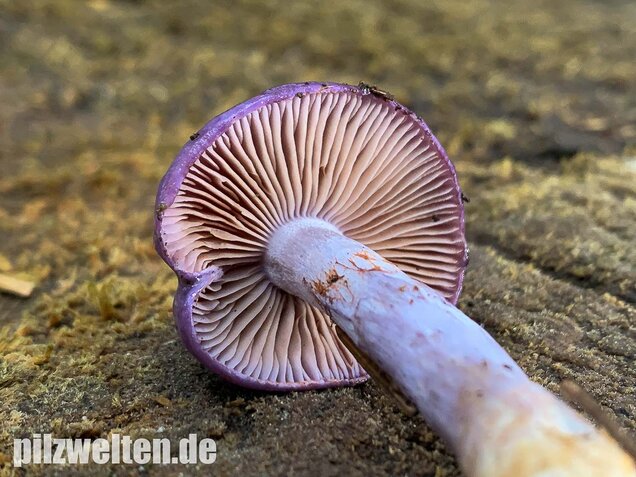 Blauer Schleimfuß, Cortinarius salor