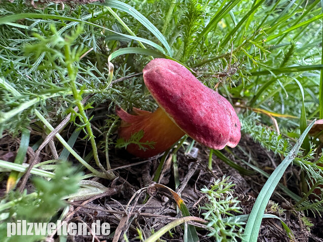 Blutroter Filzröhrling, Blutroter Gartenfilzröhrling, Hortiboletus rubellus
