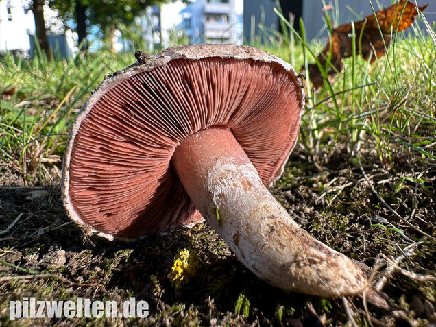 Braunschuppiger Wiesenchampignon, Agaricus moellerianus