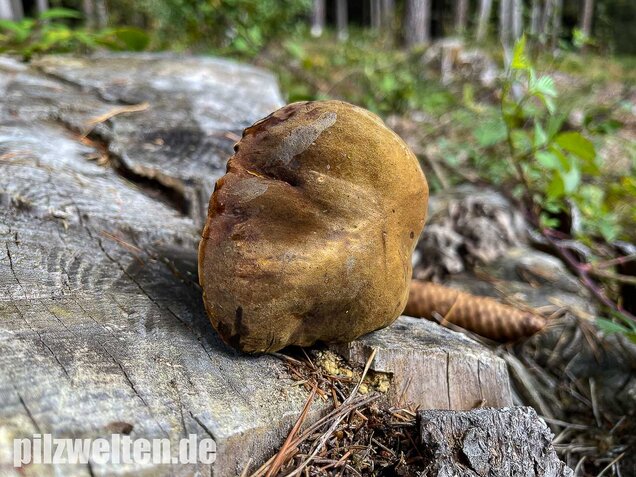 Flockenstieliger Hexenröhrling, Neoboletus erythropus