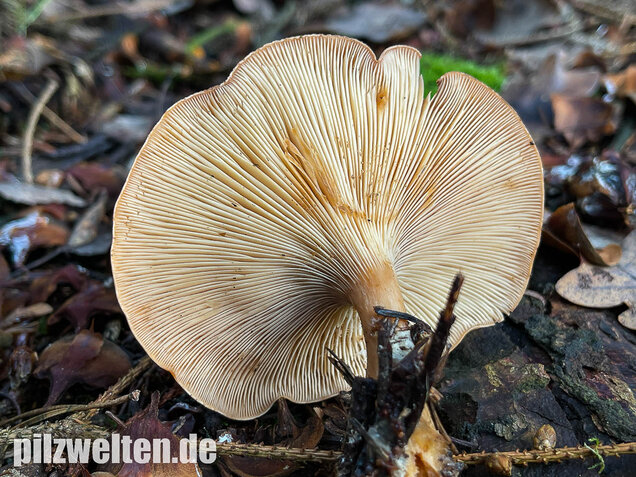 Fuchsiger Röteltrichterling, Paralepista flaccida