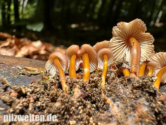 Gelbstieliger Nitrathelmling, Gelbfüßiger Nitrosehelmling, Mycena renati