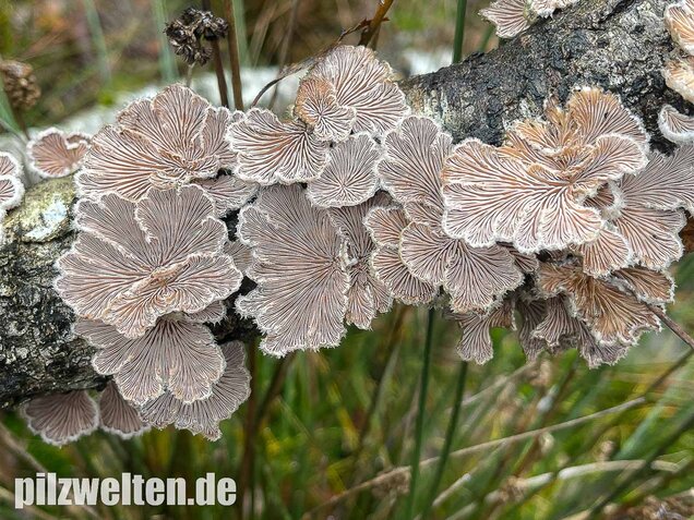 Gemeiner Spaltblättling, Schizophyllum commune