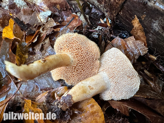 Genabelter Semmelstoppelpilz, Hydnum umbilicatum