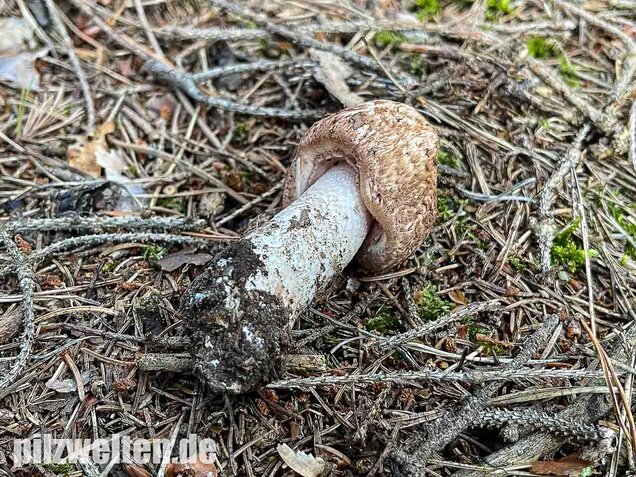 Großer Waldchampignon, Agaricus langei