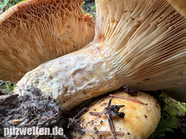 Grubiger Weißtannenmilchling, Lactarius intermedius