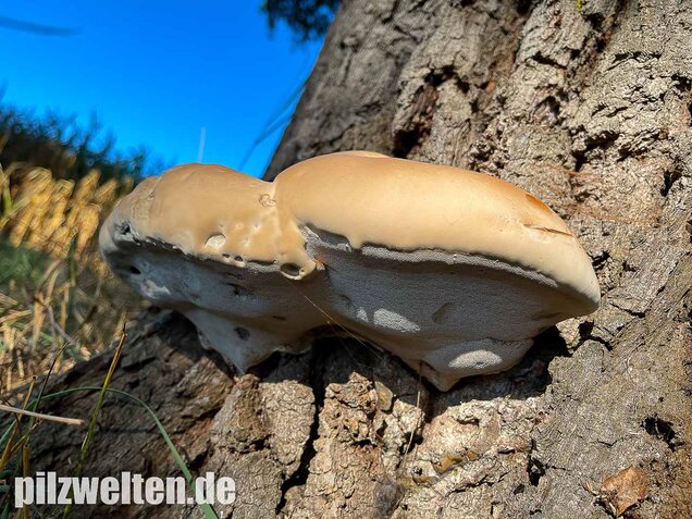 Harziger Lackporling, Ganoderma resinaceum