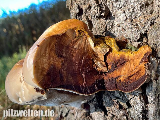 Harziger Lackporling, Ganoderma resinaceum
