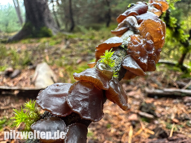 Kreisel-Drüsling, Exidia recisa