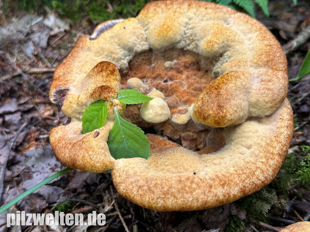 Nadelholzbraunporling, Phaeolus schweinitzii