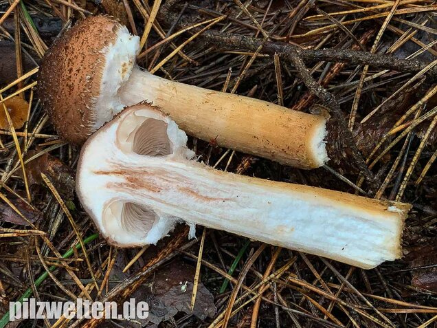 Nadelholzhallimasch, Armillaria ostoyae