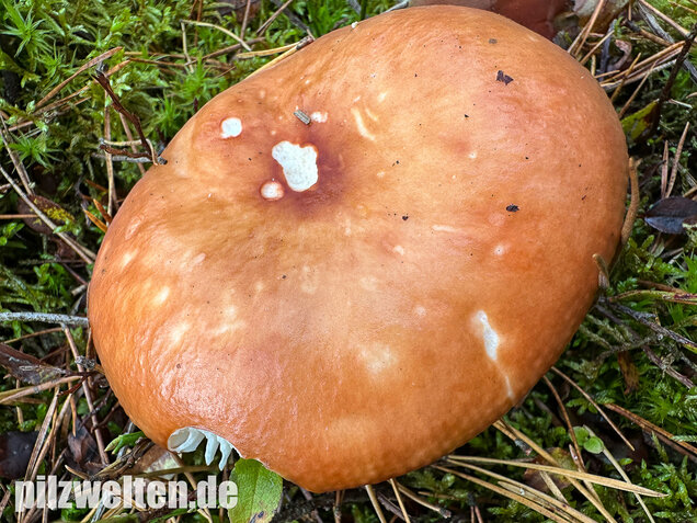 Orangeroter Graustieltäubling, Orangeroter Moor-Täubling, Russula decolorans