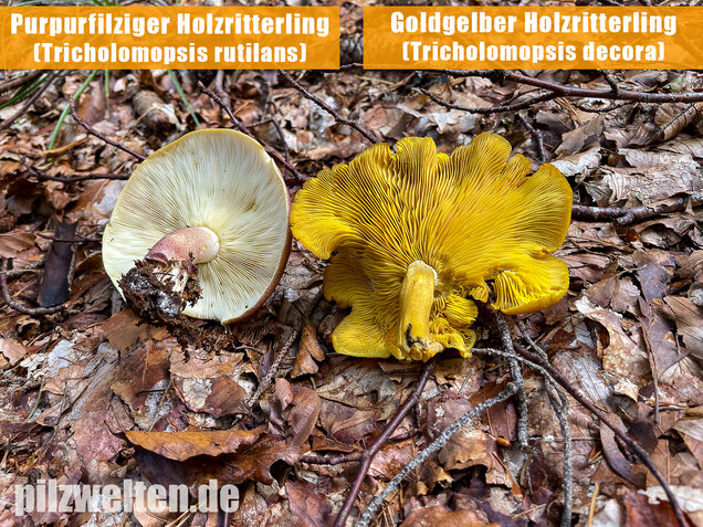 Goldgelber Holzritterling, Tricholomopsis decora