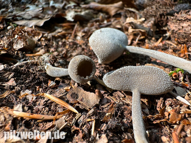 Langstielige Becherlorchel, Grauer Langfüßler, Helvella macropus