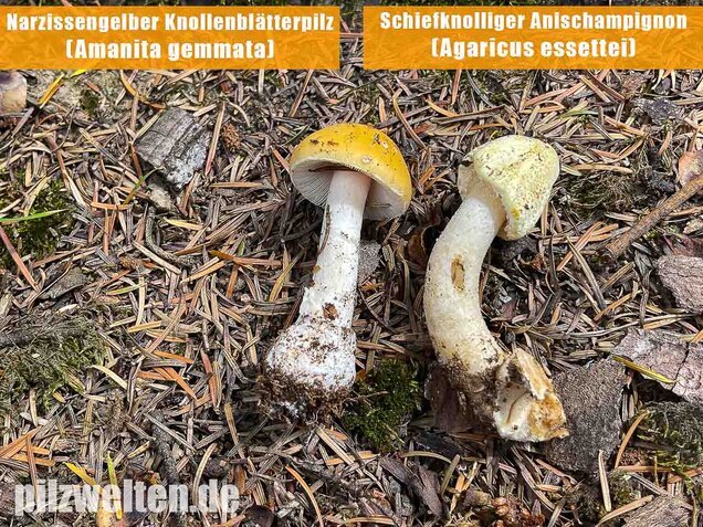 Schiefknolliger Anischampignon, Agaricus essettei
