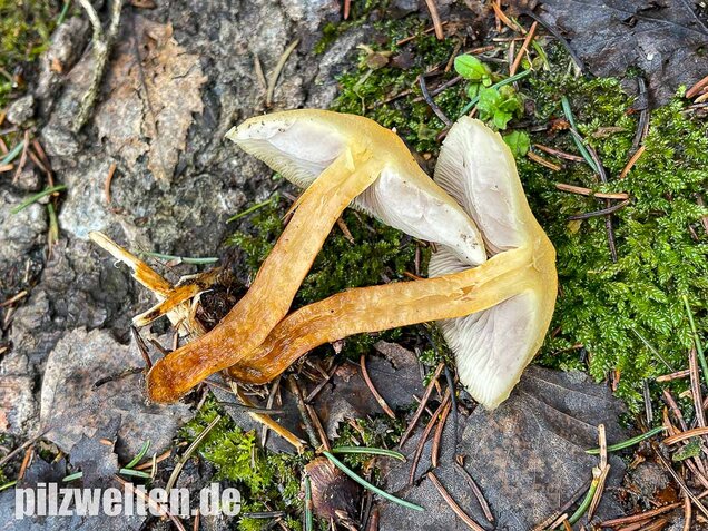 Rauchblättriger Schwefelkopf, Hypholoma capnoides