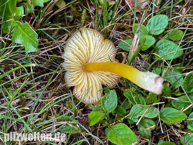 Safrangelber Saftling, Hygrocybe acutoconica