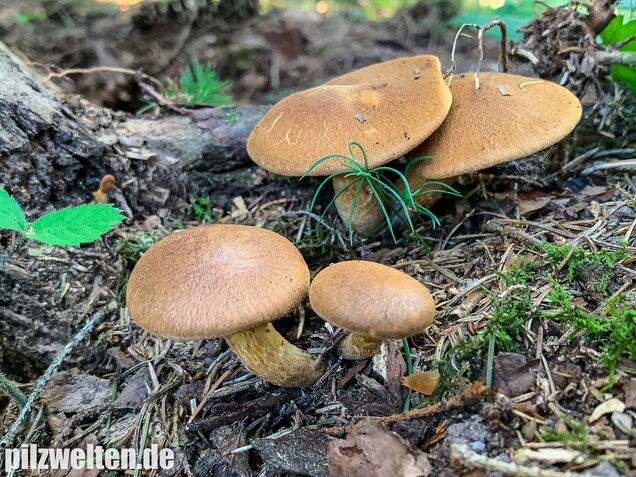 Samtschuppiger Tannenflämmling, Gymnopilus sapineus