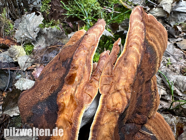 Schwarzgebänderter Harzporling, Nadelholzharzporling, Ischnoderma benzoinum