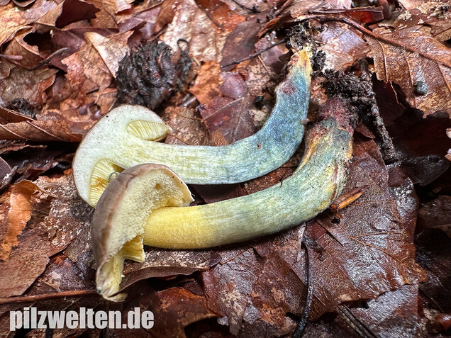 Starkblauender Rotfußröhrling, Xerocomellus cisalpinus