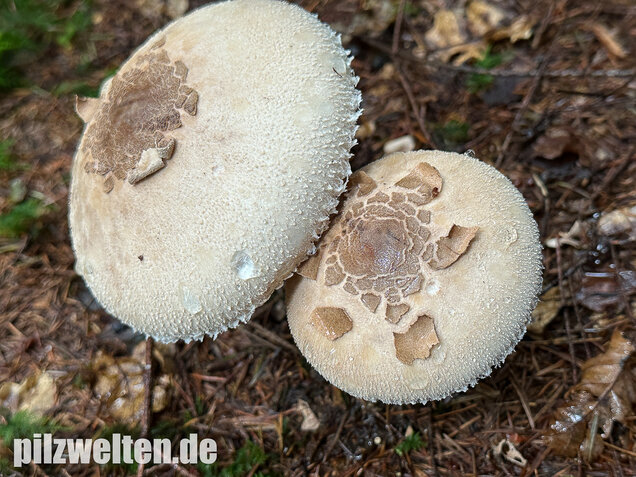 Sternschuppiger Riesenschirmling, Grobscholliger Riesenschirmling, Macrolepiota rhodosperma